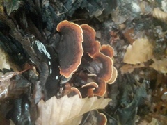 Stereum insignitum