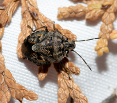 Holcogaster fibulata