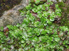 Marchantia paleacea