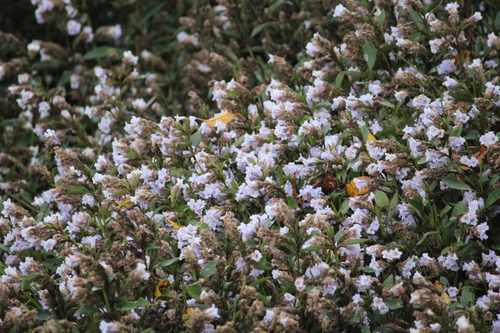Image of Strobilanthes kunthiana by (c) Ashwin Srinivasan, some rights reserved (CC BY)