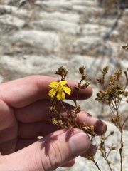 Deinandra fasciculata
