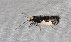 Monopis monachella