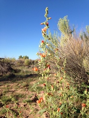 Sphaeralcea incana