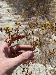 Deinandra fasciculata
