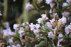 Strobilanthes kunthiana