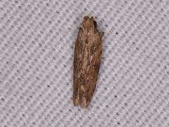 Hypatima
