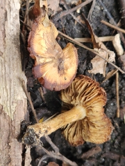 Inocybe