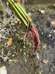 Cyperus difformis