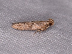 Hypatima