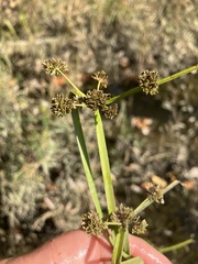 Cyperus difformis