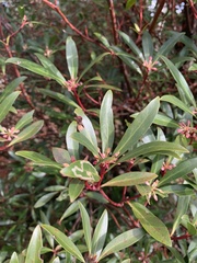 Tasmannia lanceolata