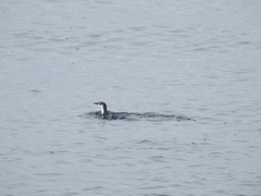 Synthliboramphus hypoleucus