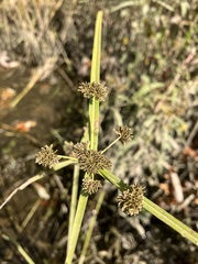 Cyperus difformis