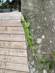 Anolis equestris