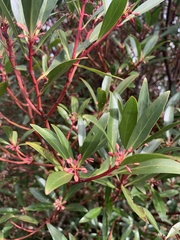 Tasmannia lanceolata