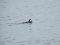 Synthliboramphus hypoleucus