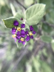 Malpighia glabra