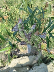Libytheana carinenta mexicana