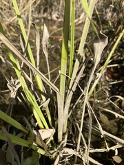 Cyperus difformis