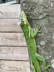 Anolis equestris