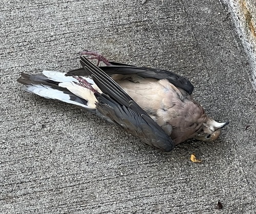 Mourning Dove photographed in Massachusetts