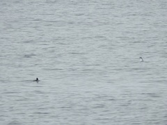 Synthliboramphus hypoleucus