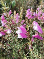 Lamourouxia dasyantha