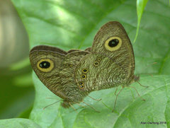Ypthima horsfieldii humei