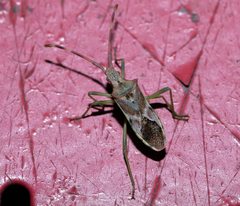 Gonocerus juniperi