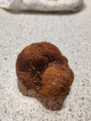 Elaphomyces muricatus