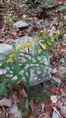 Solidago curtisii