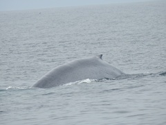 Balaenoptera musculus