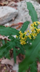 Solidago curtisii