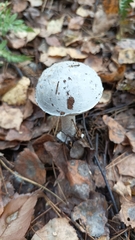 Amanita excelsa