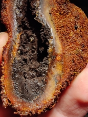 Elaphomyces muricatus