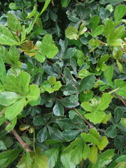 Cissus striata