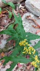 Solidago curtisii