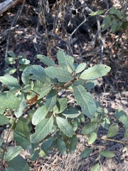 Frangula californica