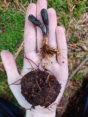 Elaphomyces muricatus