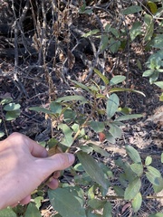 Frangula californica