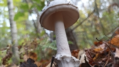Amanita excelsa