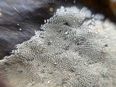 Membranipora membranacea