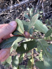 Frangula californica