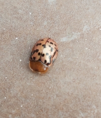 Conchyloctenia punctata