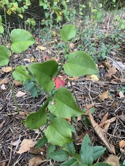 Smilax