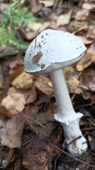 Amanita excelsa