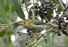 Pardalotus quadragintus