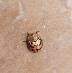 Conchyloctenia punctata