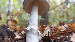 Amanita excelsa