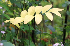 Polygonatum